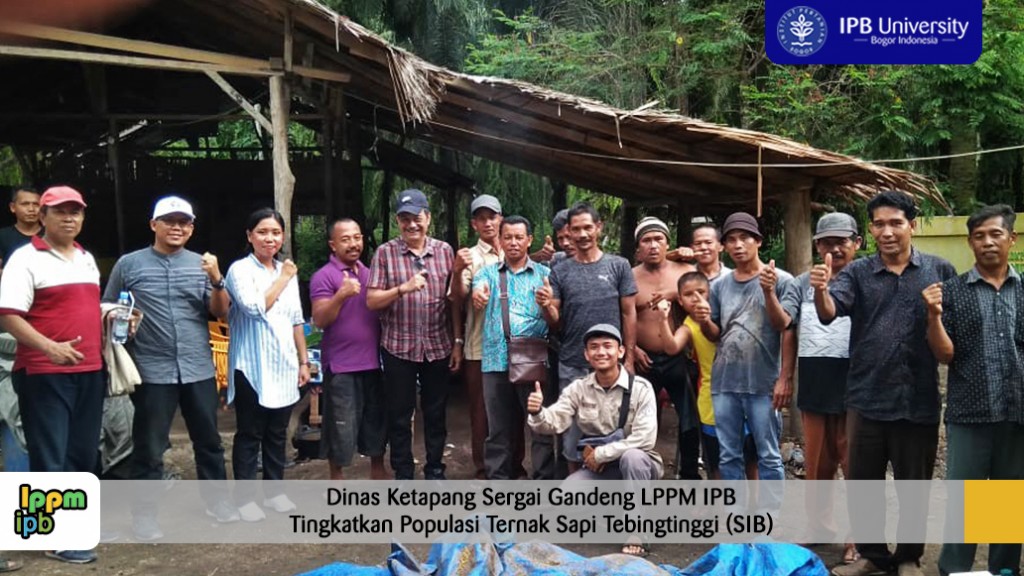 Dinas Ketapang Sergai Gandeng LPPM IPB Tingkatkan Populasi Ternak Sapi Tebingtinggi (SIB)
