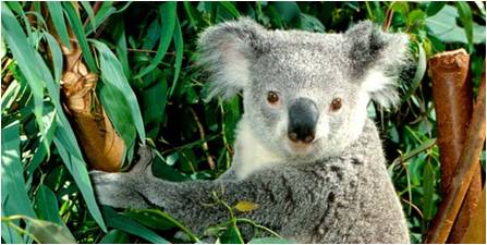 koala