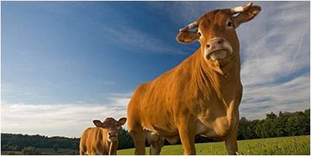 cattle