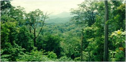 hutan